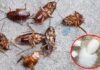 The Ultimate Guide to Pest Control: How to Get Rid of Cockroaches with This Simple Home Remedy