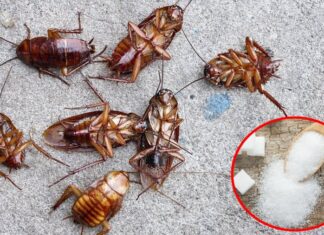 The Ultimate Guide to Pest Control: How to Get Rid of Cockroaches with This Simple Home Remedy