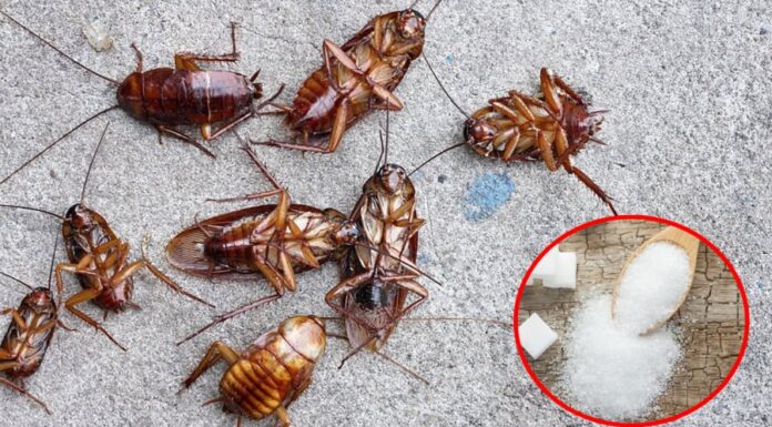 The Ultimate Guide to Pest Control: How to Get Rid of Cockroaches with This Simple Home Remedy