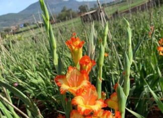 5 Tips to Keep Your Flowers Fresh and Vibrant