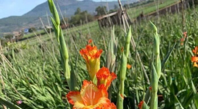 5 Tips to Keep Your Flowers Fresh and Vibrant