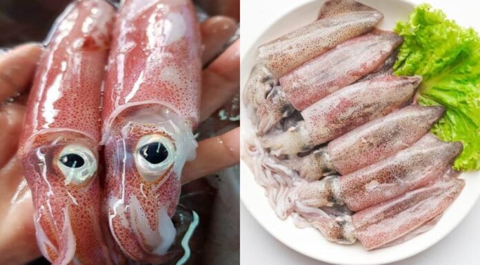 Mastering the Art of Ink: The Secret Leafy Ingredient for a Perfectly Sweet and Savory Dish