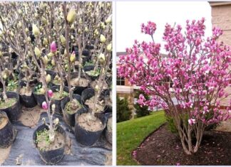 “Ancient Wisdom Unveiled: Unlocking Prosperity with the Four Flowers”