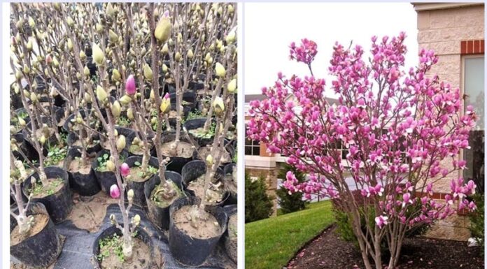 “Ancient Wisdom Unveiled: Unlocking Prosperity with the Four Flowers”