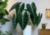 The Ultimate Guide to 5 Elegant Houseplants with Breathtaking Foliage: Elevate Your Living Room’s Ambiance with These Stunning Specimens that Attract Wealth and Prosperity.