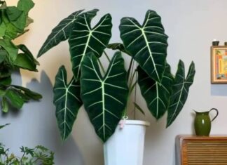 The Ultimate Guide to 5 Elegant Houseplants with Breathtaking Foliage: Elevate Your Living Room’s Ambiance with These Stunning Specimens that Attract Wealth and Prosperity.