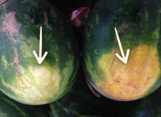 “Sweet as Watermelon: The Perfect Offering”