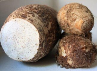 The Ultimate Guide to Buying Taro: Expert Tips for Selecting the Best Taro Roots