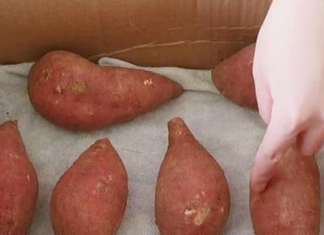The Ultimate Guide to Potato Storage: Keep Your Spuds Fresh and Sprout-Free All Year Round