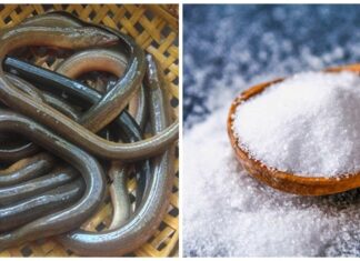 The Ultimate Guide to Lure Cleaning: A Secret Weapon for Super-Slippery Eels