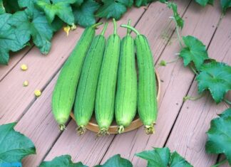 “The Great Cucumber Conundrum: Unveiling the Tasty Truth About Color”