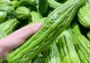 The Ultimate Guide to Choosing Bitter Gourds: Mastering the Art of Selecting the Perfect Bitter Melon
