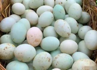 “The Great Egg Debate: Shell Color Matters When Buying Duck Eggs”