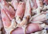The Ultimate Guide to Choosing Fresh Squid Like a Pro