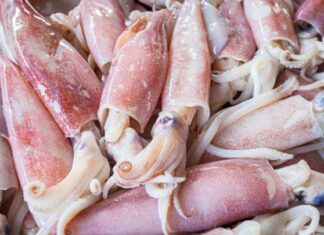 The Ultimate Guide to Choosing Fresh Squid Like a Pro
