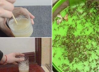 The Secret to a Pest-Free Home: A Mixture of Leftover Beer and Laundry Detergent