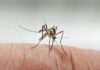 Does Air Conditioning Kill Mosquitoes? Unraveling the Mystery Behind Their Absence in Air-Conditioned Rooms