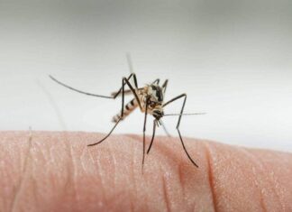 Does Air Conditioning Kill Mosquitoes? Unraveling the Mystery Behind Their Absence in Air-Conditioned Rooms