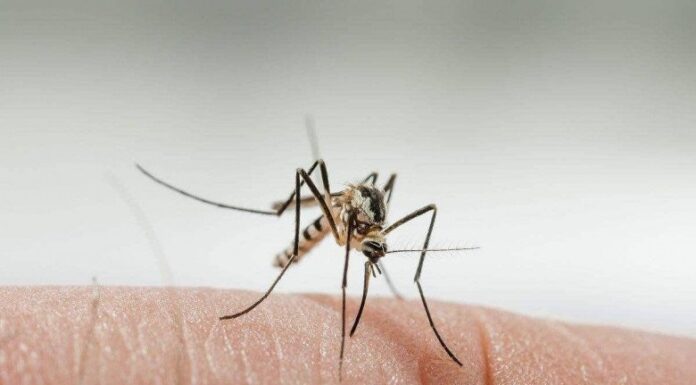 Does Air Conditioning Kill Mosquitoes? Unraveling the Mystery Behind Their Absence in Air-Conditioned Rooms