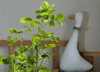 The Magic of Peanuts: An Underwater Adventure