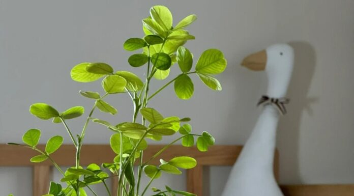 The Magic of Peanuts: An Underwater Adventure