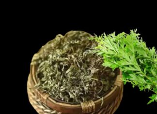 “Sleep Soundly with Feng Shui: The Do’s and Don’ts for a Peaceful Slumber”