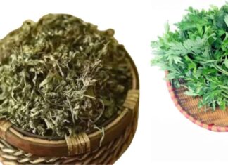 The Ancient Wisdom: Planting the Art of Prosperity.