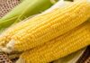 The Ultimate Guide to Storing Corn: Keep It Sweet and Fresh All Year Round