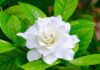 4 Surprising Reasons Why You Should Reconsider Growing Jasmine