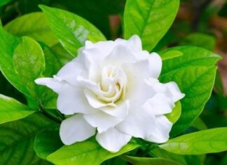 4 Surprising Reasons Why You Should Reconsider Growing Jasmine