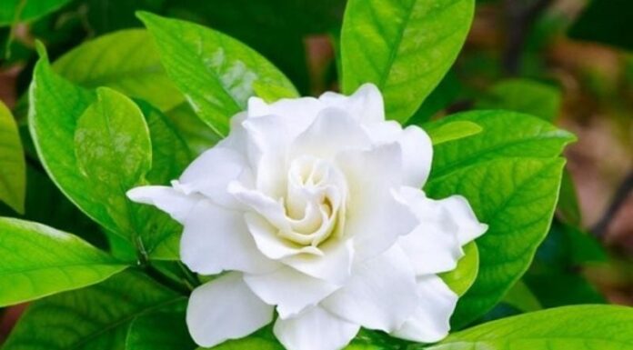 4 Surprising Reasons Why You Should Reconsider Growing Jasmine