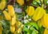 Attract Abundance: The Power of the Carambola Tree in Your Home