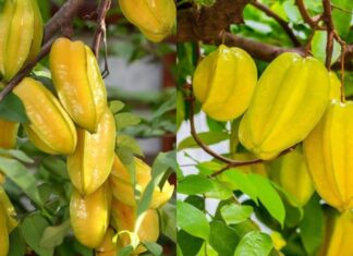 Attract Abundance: The Power of the Carambola Tree in Your Home