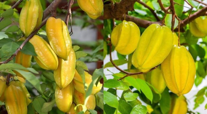 Attract Abundance: The Power of the Carambola Tree in Your Home