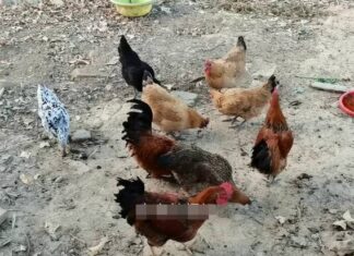 The Superb Health Benefits of Garlic Skin: A Smart Person’s Regret-Free Guide