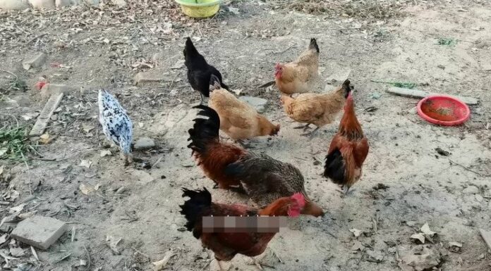 The Superb Health Benefits of Garlic Skin: A Smart Person’s Regret-Free Guide