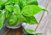 The Best Places to Buy Basil in Ho Chi Minh City: A Guide to Fresh, Affordable Herbs