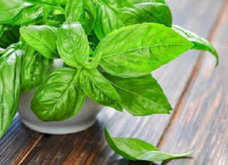 The Best Places to Buy Basil in Ho Chi Minh City: A Guide to Fresh, Affordable Herbs