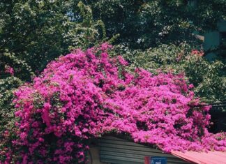 The Pink Bloom: When Hanoi’s Bougainvillea Takes Center Stage.