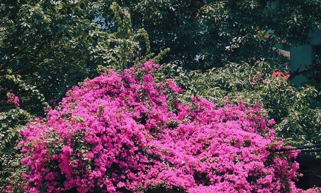 The Pink Bloom: When Hanoi’s Bougainvillea Takes Center Stage.