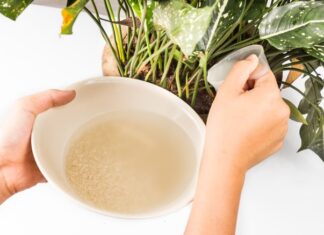 The Ultimate Guide to Rice: Unlocking the Secrets to Perfectly Fluffy Grains