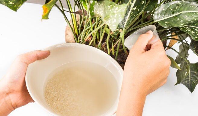 The Ultimate Guide to Rice: Unlocking the Secrets to Perfectly Fluffy Grains