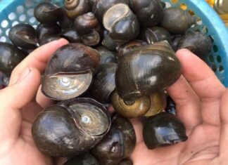 The Secret to Succulent Snails: A Simple Trick to Keep Them Plump and Tasty