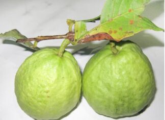 The Ultimate Guide to Choosing the Perfect Crisp, Juicy Fruit: Unveiling the Secret to Selecting the Finest Ripe Fruit