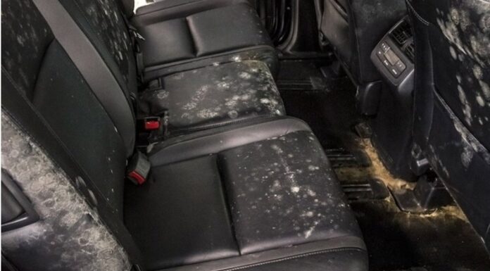 The Ultimate Guide to Eliminating Mold from Your Car, Even if it’s Been Sitting Idle for a Long Time