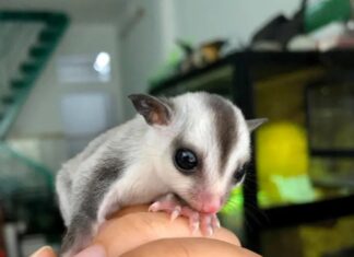 The 7 Most Beautiful Australian Sugar Gliders: Perfect Pets for Small Spaces