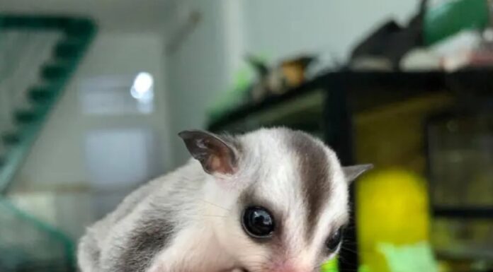 The 7 Most Beautiful Australian Sugar Gliders: Perfect Pets for Small Spaces