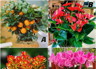 The Magic Tree: Uncover Your October Fortune