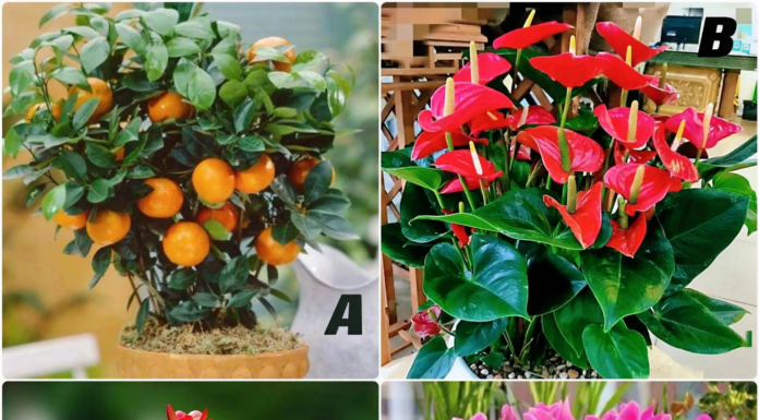 The Magic Tree: Uncover Your October Fortune