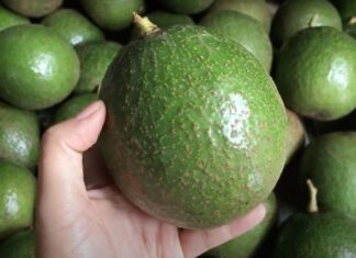 “The Ultimate Guide to Buying Avocados: It’s All About the Skin”.